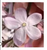 由不同发射率的VO2 热致变色器件，构筑的“五瓣丁香”。
