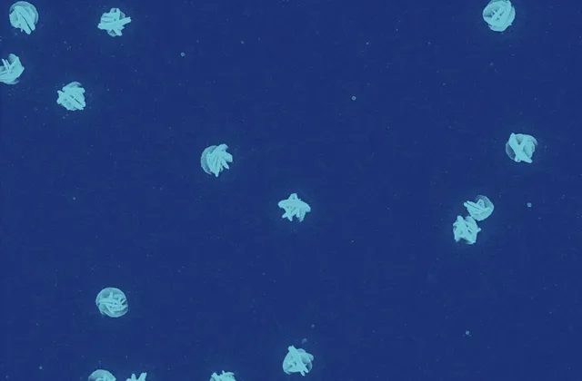 热处理后的氧化钨SEM图